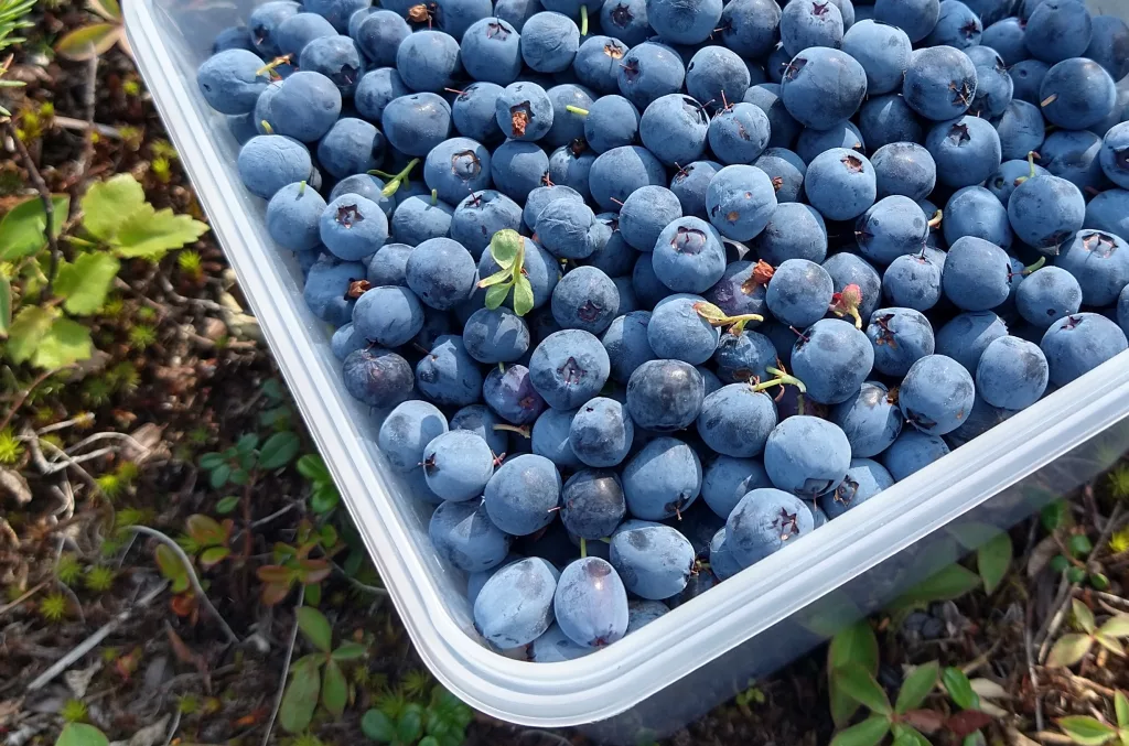 Bog blueberries Zuzana Vaneková picked when she visited Alaska recently fill a plastic container. Photo by Zuzana Vaneková.
