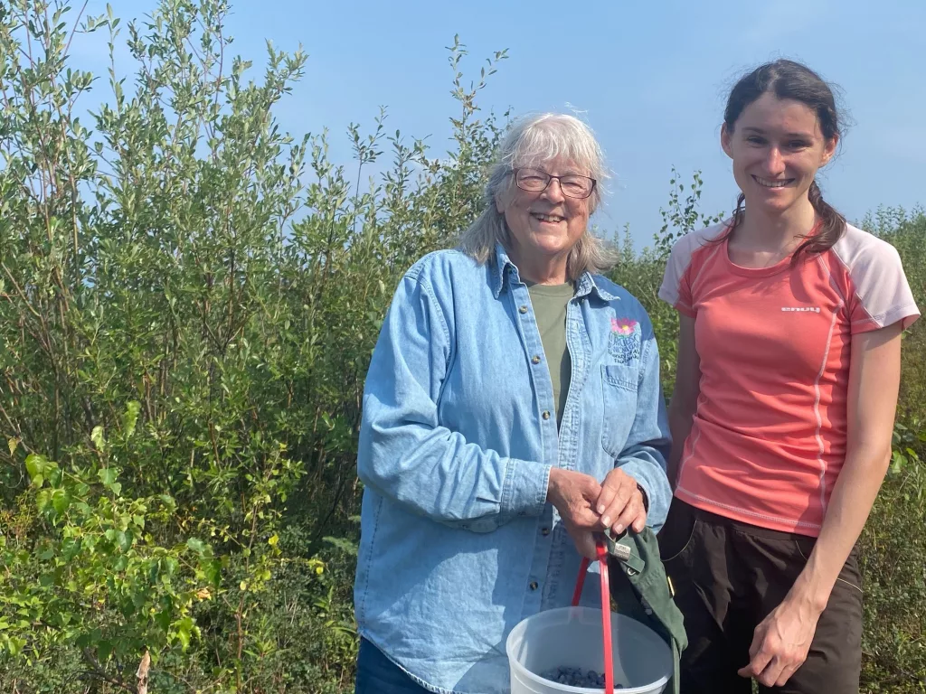 Pat Holloway, left, and Zuzana Vaneková pick blueberries on Murphy Dome near Fairbanks for Vaneková’s study to test the possible toxicity of the berries. Photo by Chris Dart.