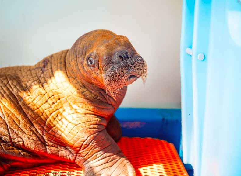 Rare Pacific Walrus Calf Admitted to the Alaska SeaLife Center Wildlife Response Program