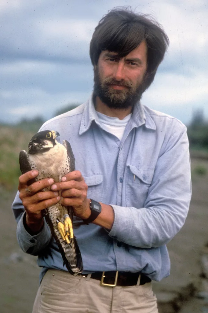 Skip Ambrose holds a peregrine falcon during a trip to monitor the birds along the upper Yukon River in 1985. Robin Long photo.
