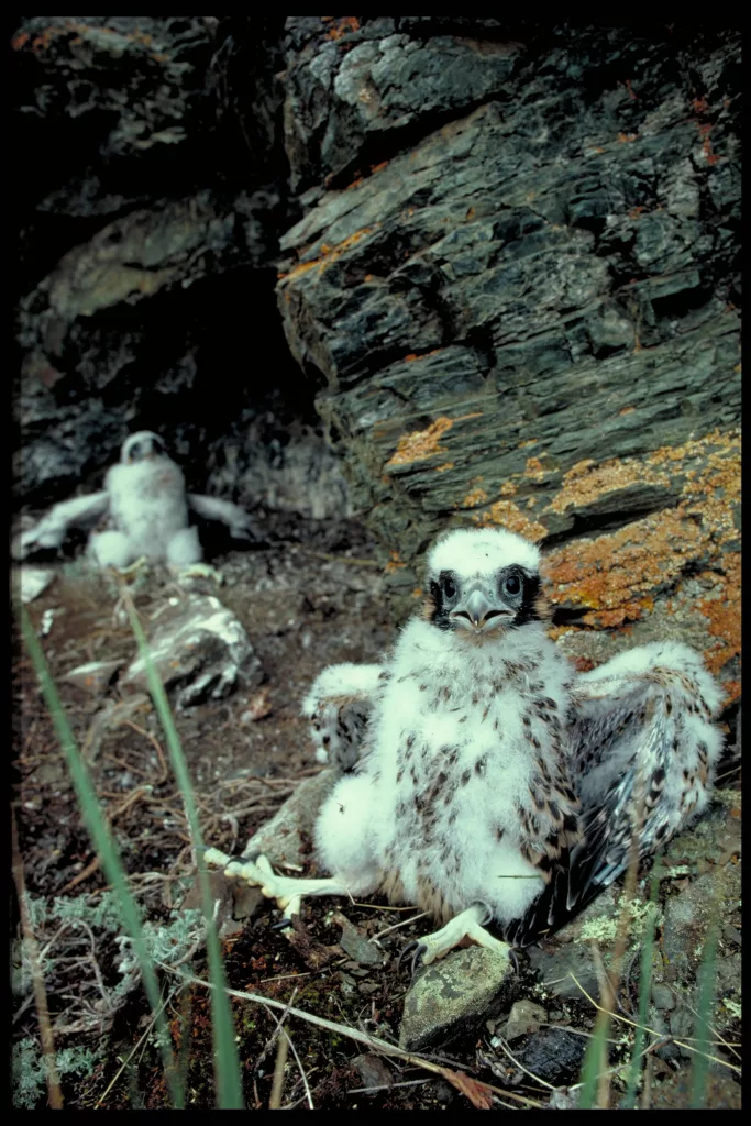 Skip Ambrose took a shot of these peregrine falcon nestlings on ledges above the upper Yukon River during his 50-year study of the birds. Photo by Skip Ambrose.