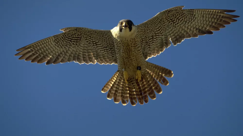 An adult peregrine falcon in flight over Alaska. Photo by Ted Swem.