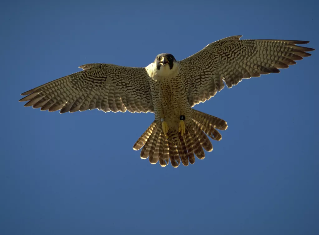 An adult peregrine falcon in flight over Alaska. Photo by Ted Swem.