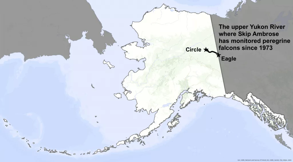 Upper Yukon Peregrine Falcons
