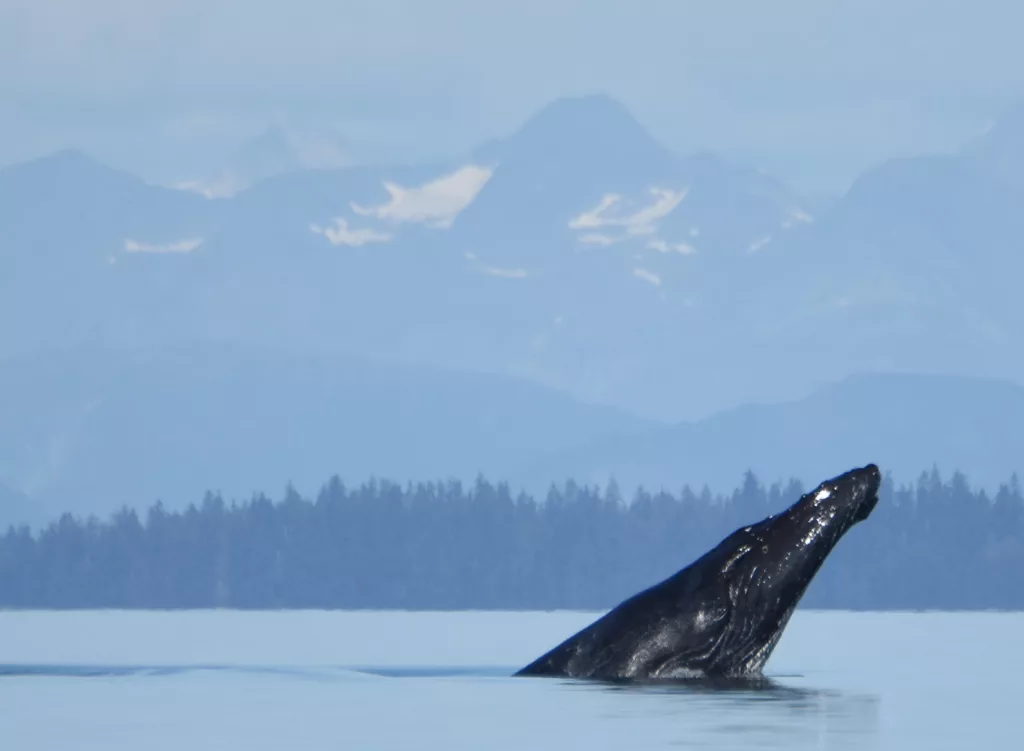 A female humpback whale Glacier Bay National Park and Preserve biologists know as #219 surfaces in the waters near the park. Humpback whales return year after year to the same areas to feed. Biologists have seen whale 219 feeding in Icy Strait every year from 1982-2014, and from 2017-2023. NPS photo by Janet Neilson, taken under the authority of scientific research permit #21059 issued by the National Marine Fisheries Service.