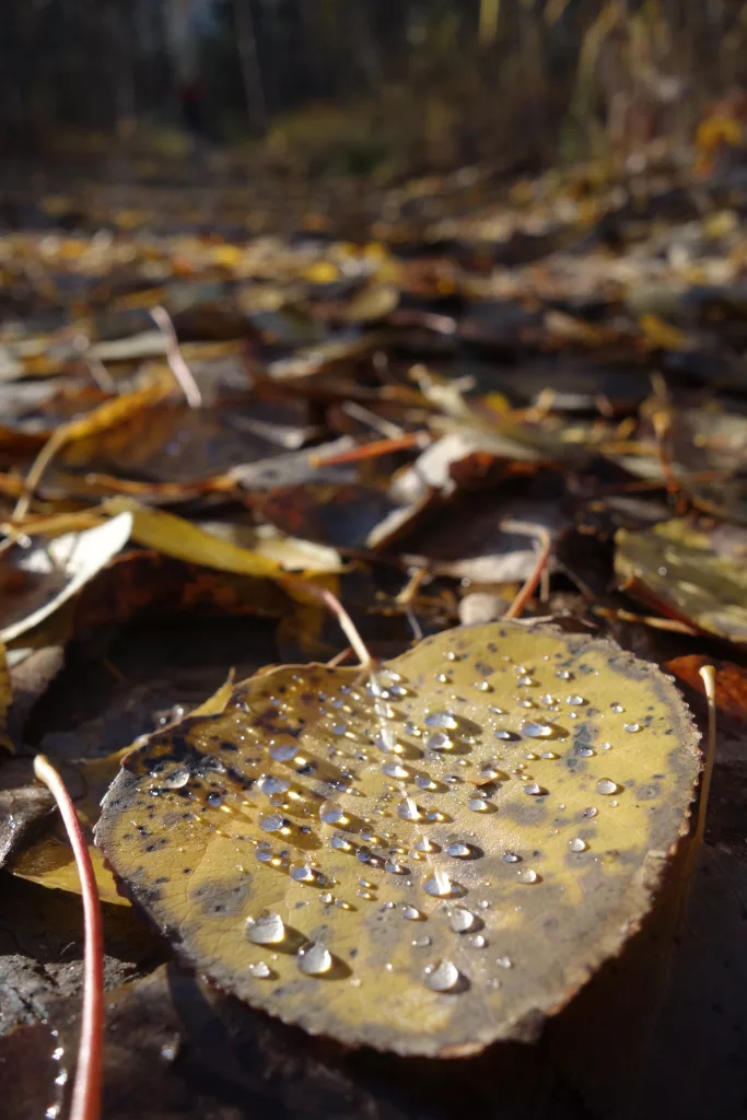 An aspen leaf collects droplets on the trail of the Equinox Marathon. By Ned Rozell