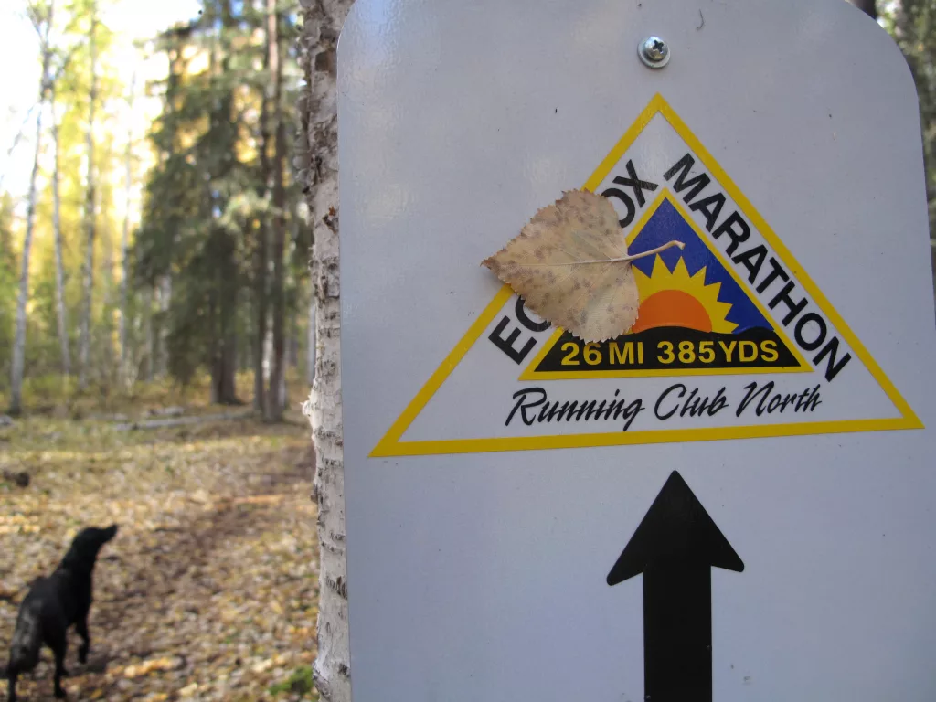 A birch leaf sticks to a trail marker for the Equinox Marathon. By Ned Rozell