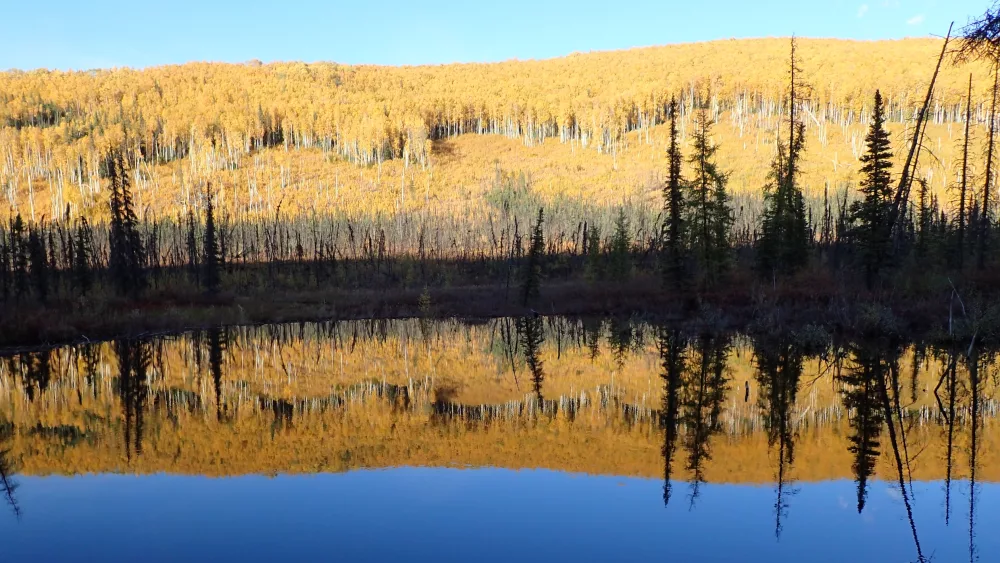 Birch and aspen glow orange in September in the Chena River State Recreation Area east of Fairbanks. By Ned Rozel