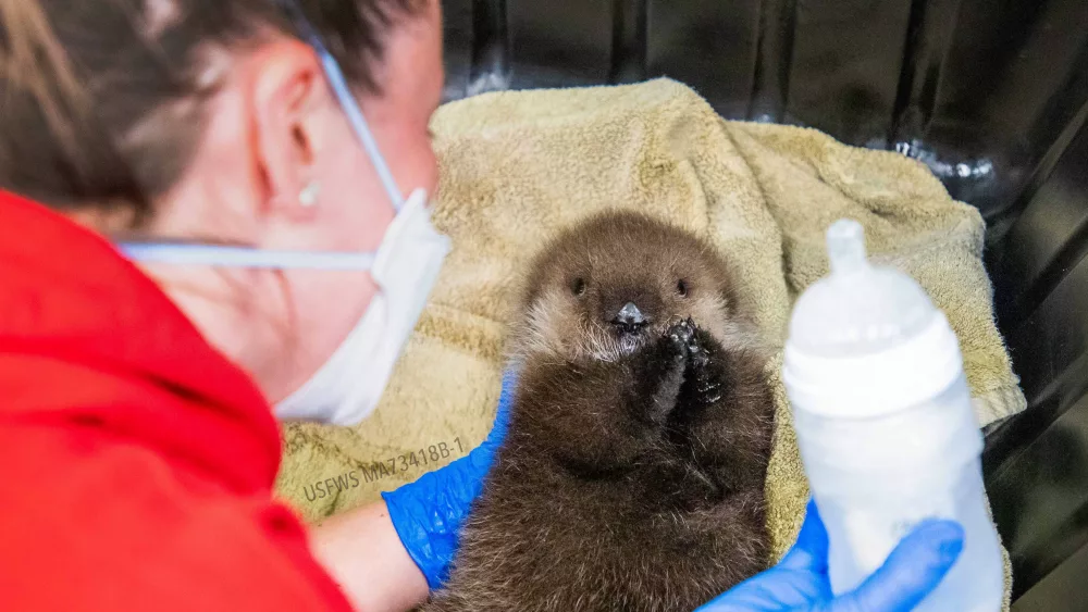 Otter Pup Survives Orca Attack, Sept 2023..jpg