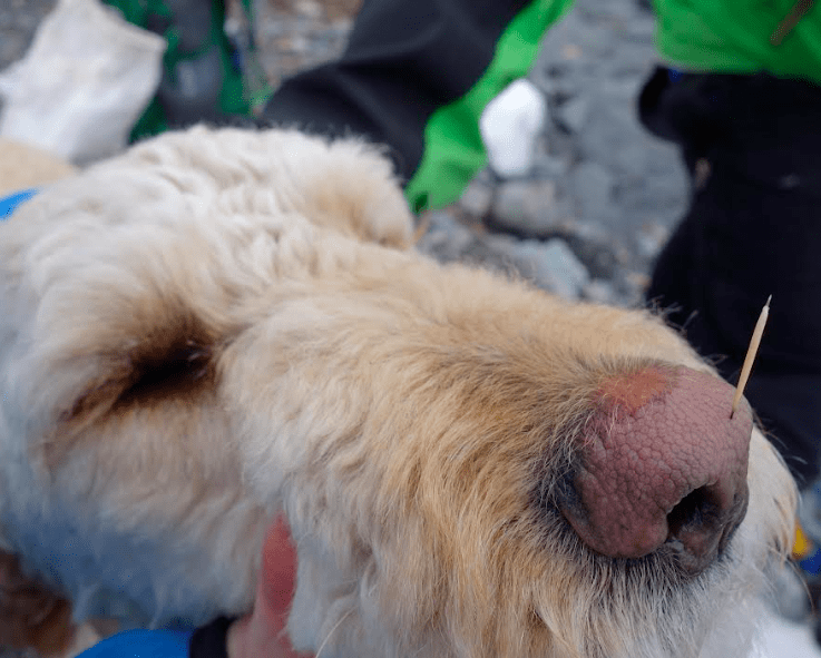 Even when impaled with a single porcupine quill, a dog’s nose is 1,000 times more sensitive to smells than yours. This dog, Freya, endured the removal of this quill and never went near a porcupine again. Photo by Ned Rozell..