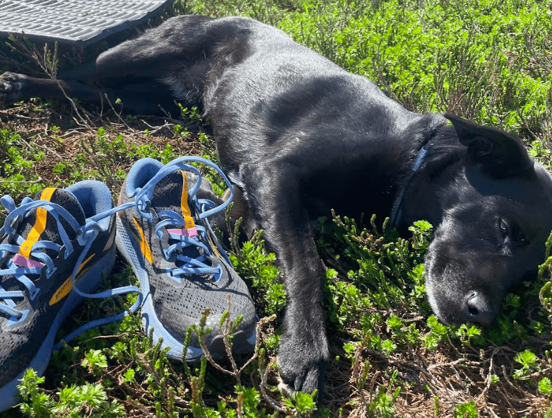 This resting dog’s nose is at work all the time and is more than 1,000 times more sensitive than yours. Photo of a tired-out Cora by Ned Rozell..