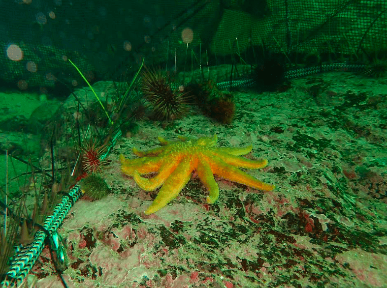 A sunflower sea star chases sea urchins that are prevented from escaping by a barrier installed by biologists offshore of Sitka. Photo by Sarah Gravem..