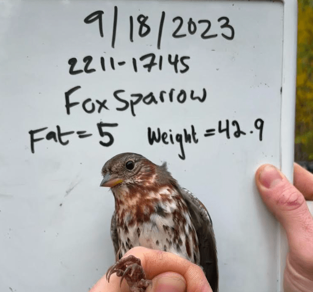 A fox sparrow captured a few times at the Creamer's Field Migration Station waits for release in the hand of a biologist, who judged this bird to have a fat value of 5 out of a possible 7. Photo courtesy of Alaska Songbird Institute.