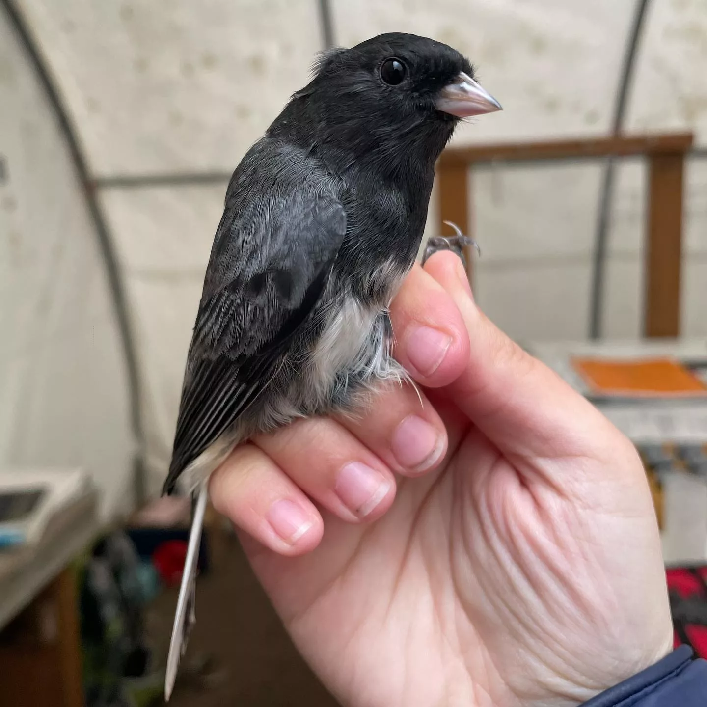 A slate-colored junco awaits release back into the forest after biologists at Creamer's Field Migration Station noted it was their 2,000th songbird capture of the season. Photo courtesy of Alaska Songbird Institute.