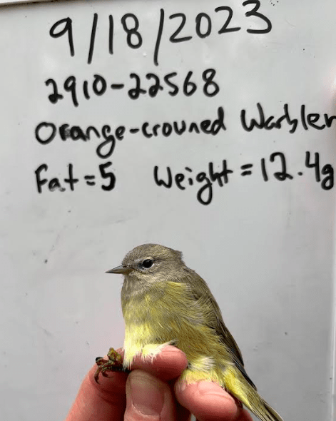 An orange-crowned warbler at the Creamer’s Field Migration Station rests in the hand of a biologist at the who estimated the bird had a fat value of 5 on a scale of zero to 7. Photo courtesy of Alaska Songbird Institute.
