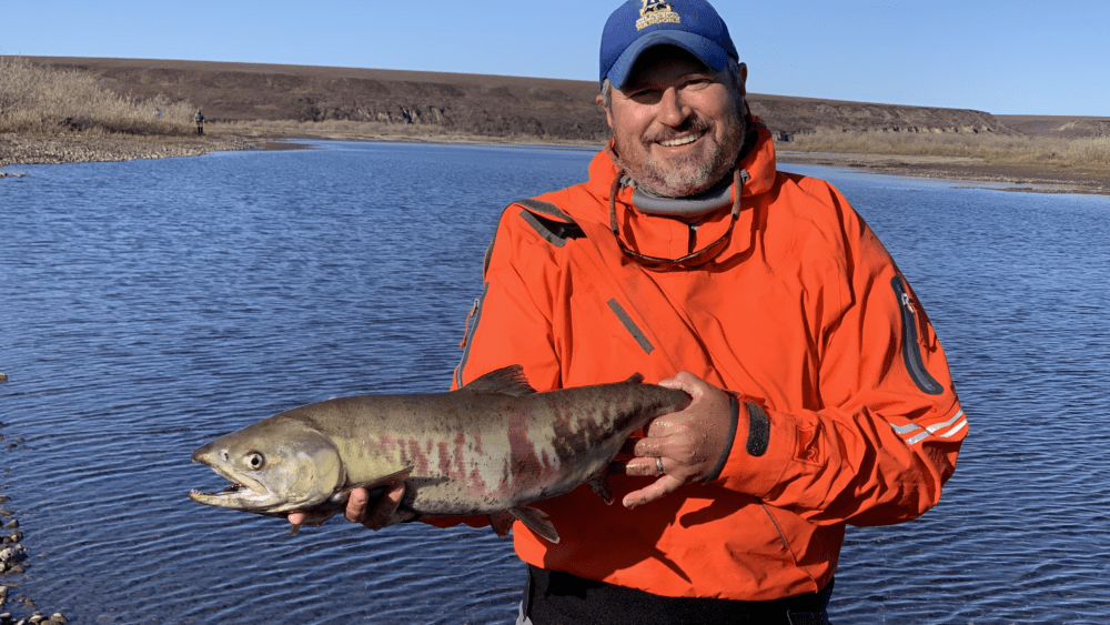 Peter Westley holds a mostly spawned out female chum salmon he captured in the Anaktuvuk River, just behind him, in September 2023. Photo courtesy Peter Westley.