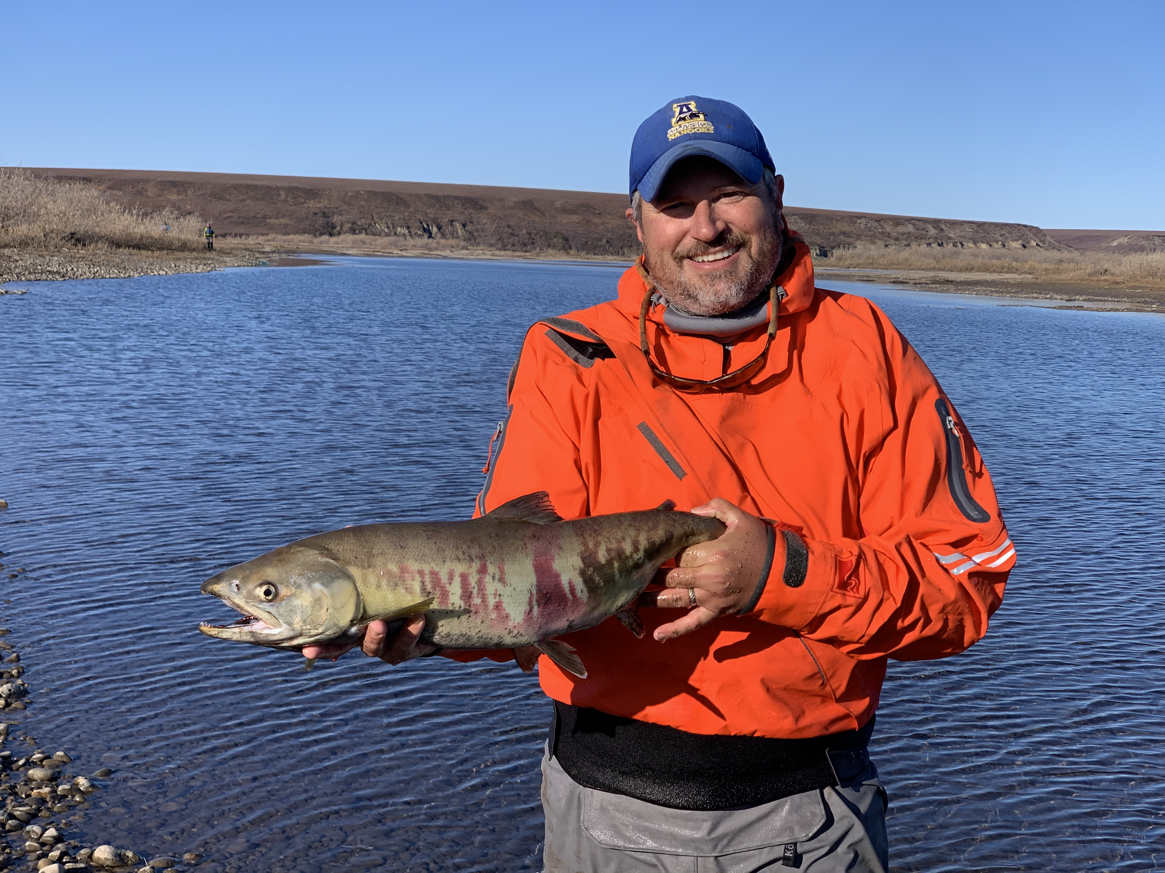Peter Westley holds a mostly spawned out female chum salmon he captured in the Anaktuvuk River, just behind him, in September 2023. Photo courtesy Peter Westley. 
