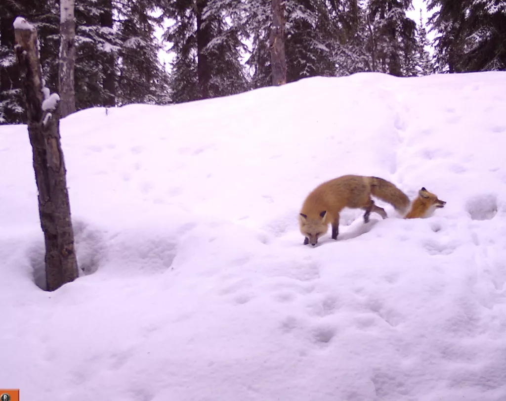 1. Two red foxes investigate a den site in Interior Alaska during a recent springtime. By Ned Rozell.