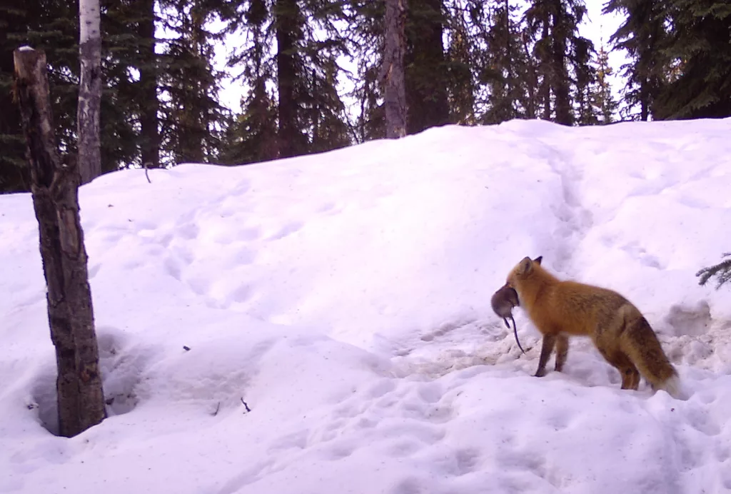 2. A red fox carries a muskrat to a birthing den in Interior Alaska. By Ned Rozell.