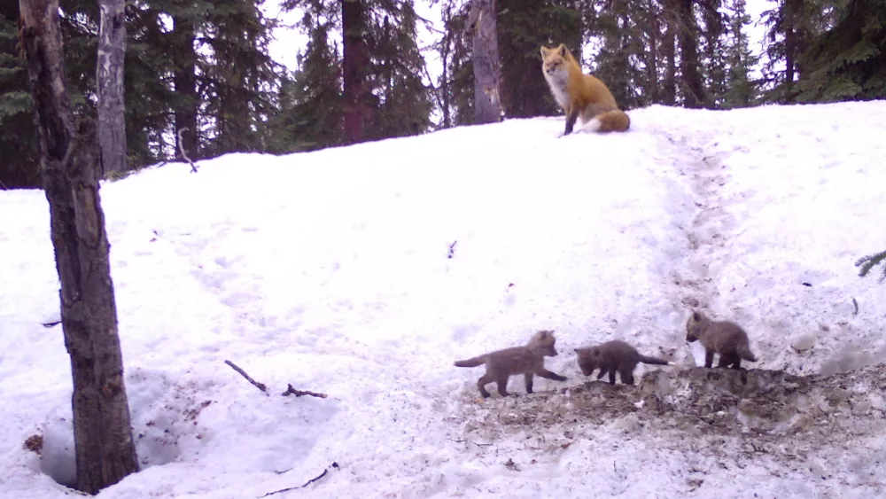 3. Three fox kits emerge from their birthing den while a parent fox watches from above in Interior Alaska. By Ned Rozell.