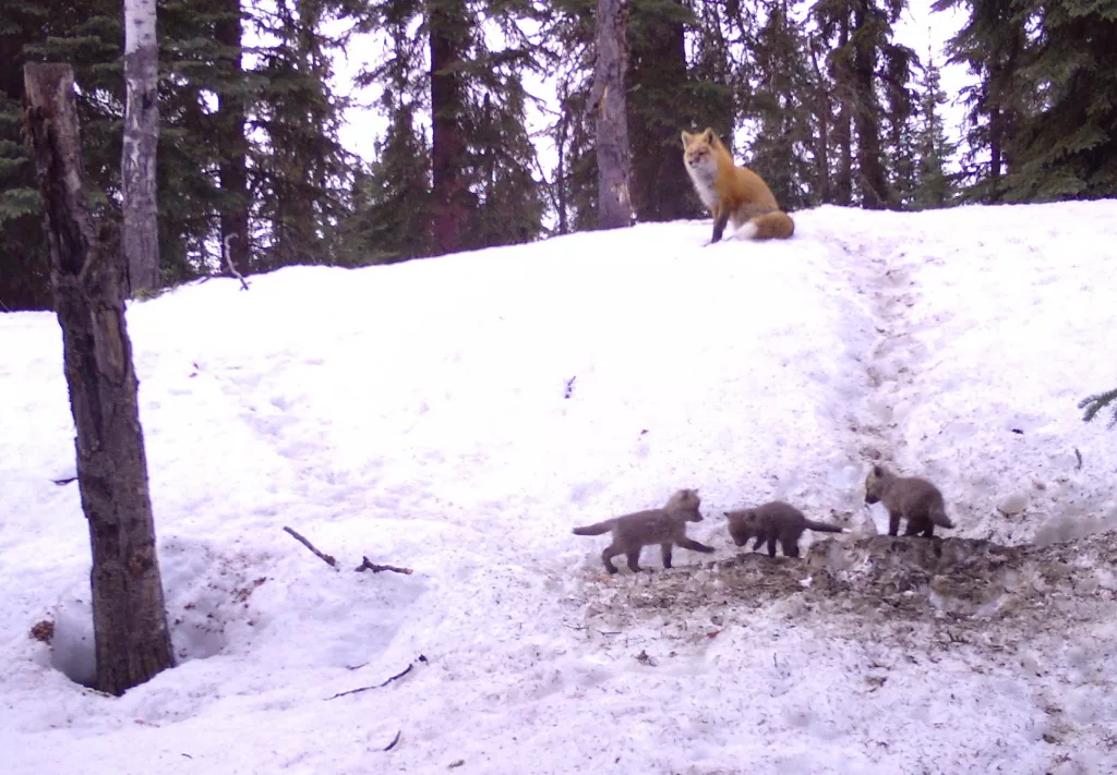 3. Three fox kits emerge from their birthing den while a parent fox watches from above in Interior Alaska. By Ned Rozell.