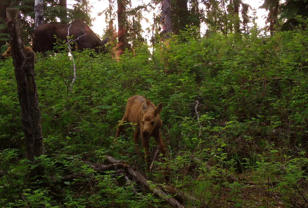 4. A baby moose wanders near a fox den during its first few days of existence with its mother and twin (above) in Interior Alaska. By Ned Rozell.