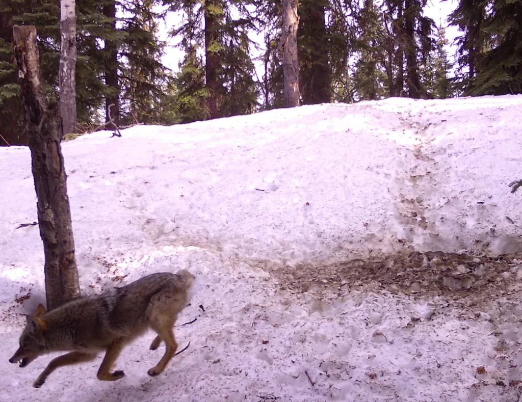 6. A coyote runs with its teeth bared near the site of a fox den in Interior Alaska. By Ned Rozell.
