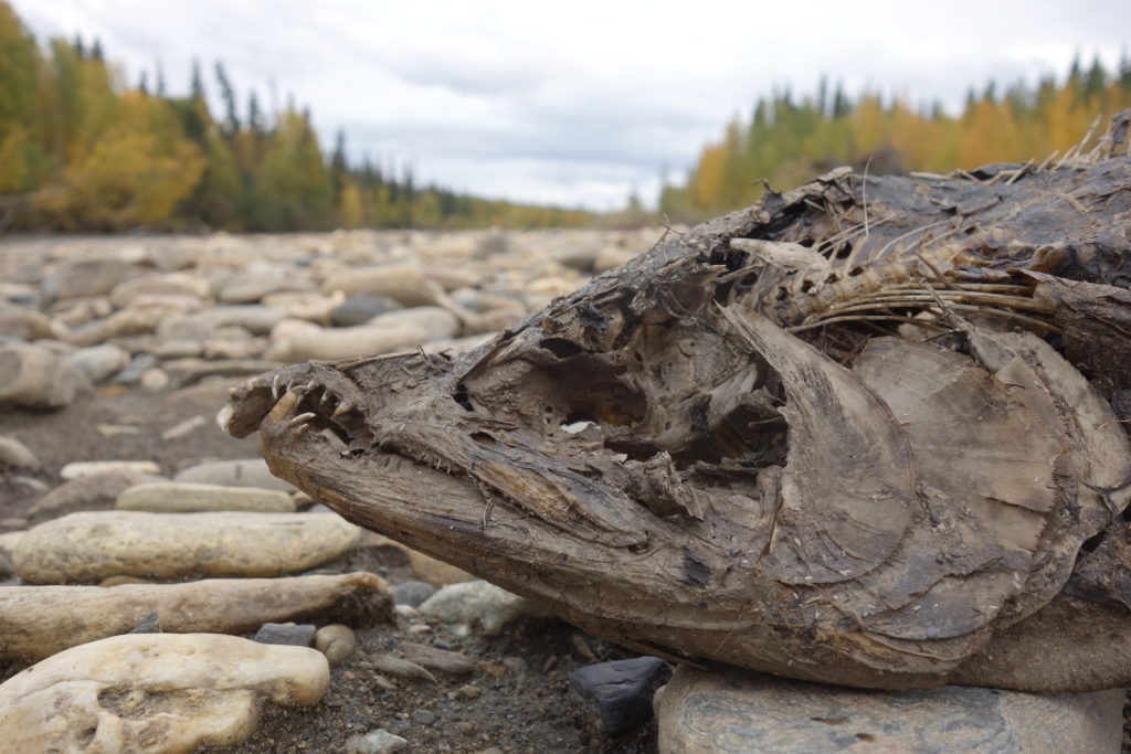 3. A chum salmon decays after spawning on the upper Chena River near Fairbanks.