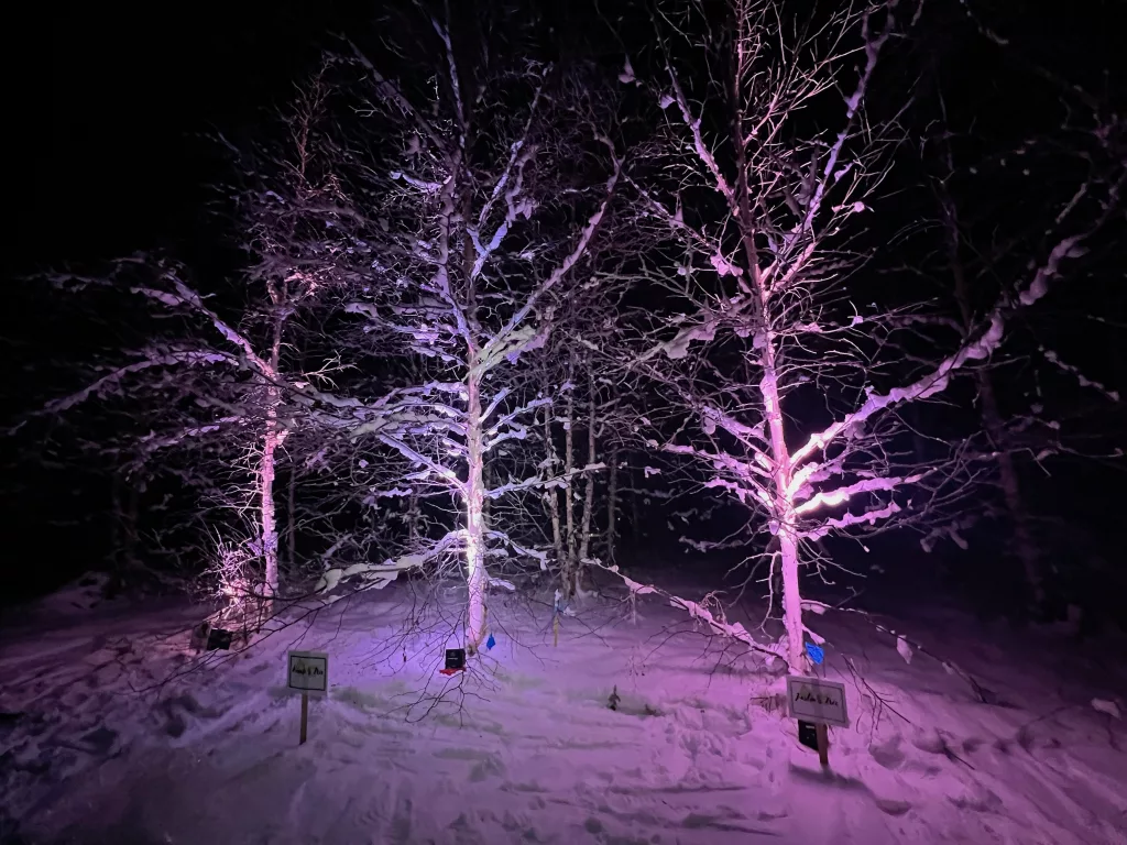 Three birch trees stand in a field at the University of Alaska Fairbanks during a recent celebration for three scientists killed in a helicopter crash in July 2023. From left, the trees honor Tori Moore, Ronnie Daanen and Justin Germann. Photo by Alyssa Enriquez.