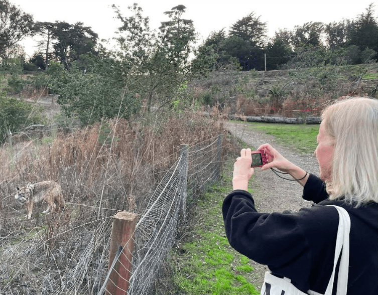 Heather Liston of San Francisco captures an image of a coyote she saw on a trail through the Presidio of San Francisco. Photo by Ned Rozell.