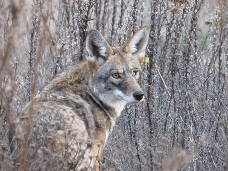 A coyote pauses on its way through the Presidio of San Francisco, a 2-square mile former military base that is now managed by workers for the National Park Service. Photo by Heather Liston.