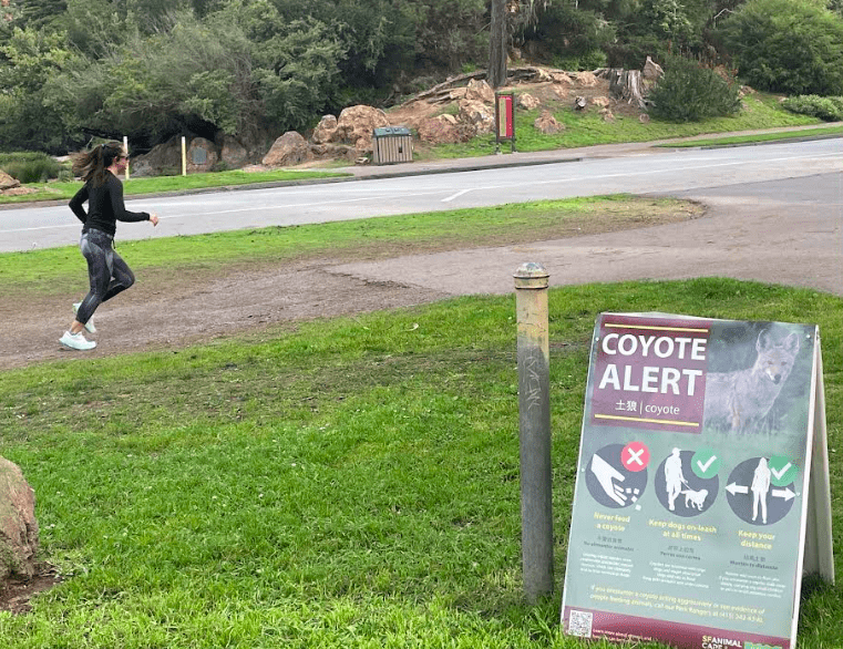 Workers in San Francisco’s Golden Gate Park installed a sign to alert people to the presence of coyotes, prevalent there for the last 20 years. Photo by Ned Rozell.