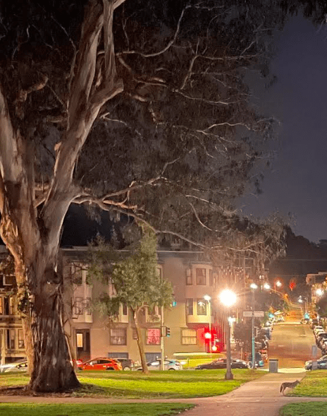 A coyote roams the Panhandle section of Golden Gate Park at 10 p.m. on Dec. 15, 2023. Photo by Ned Rozell.