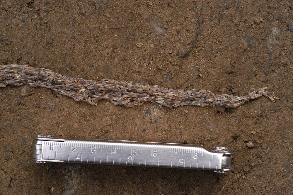 The larval stage of a snakeworm gnat that can form road-crossing columns consisting of thousands of individuals. Photo by Derek Sikes.