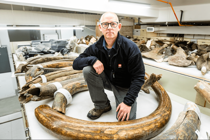 UAF photo by JR Ancheta
Matthew Wooller, a professor in the UAF College of Fisheries and Ocean Sciences, sits among mammoth tusks in the collection at the University of Alaska Museum of the North.