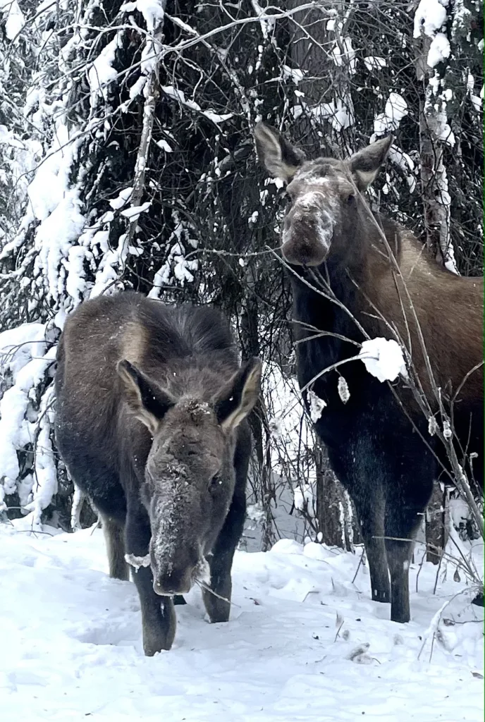 Two moose