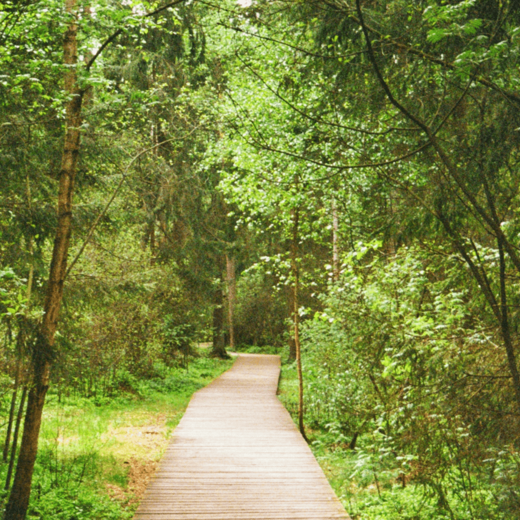 Mental Health and Wellness Image, Path into the forest