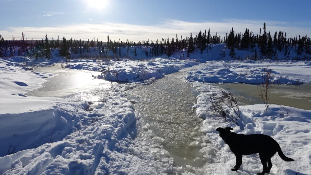 Cora the dog seems to contemplate a winter trail filled with cold water during a recent trip to the White Mountains National Recreation Area north of Fairbanks. Photo by Ned Rozell.