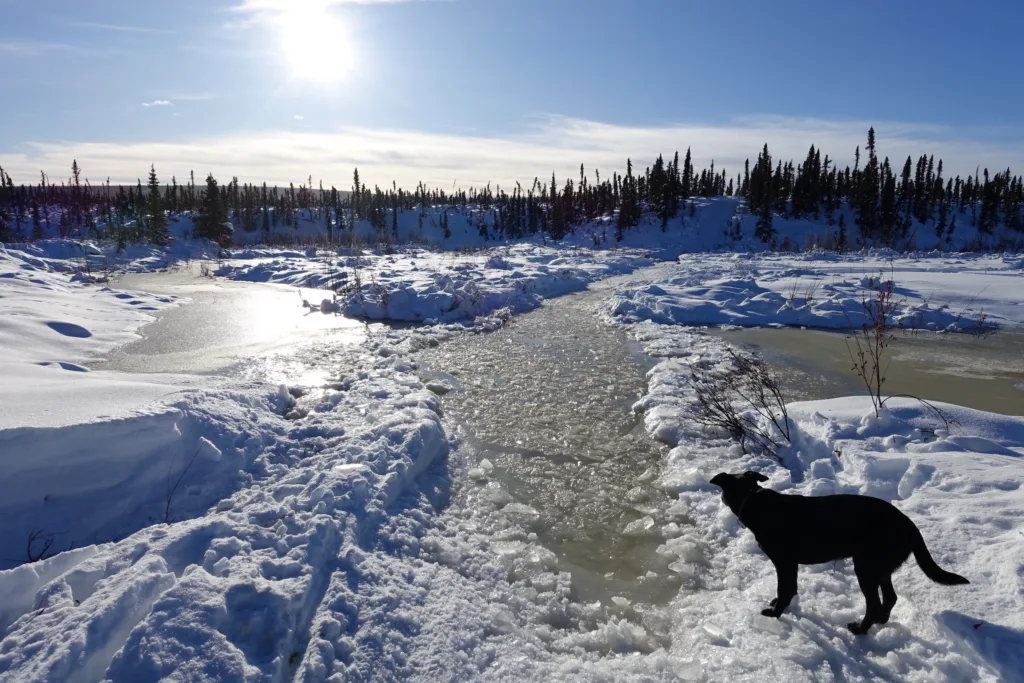 Cora the dog seems to contemplate a winter trail filled with cold water during a recent trip to the White Mountains National Recreation Area north of Fairbanks. Photo by Ned Rozell.