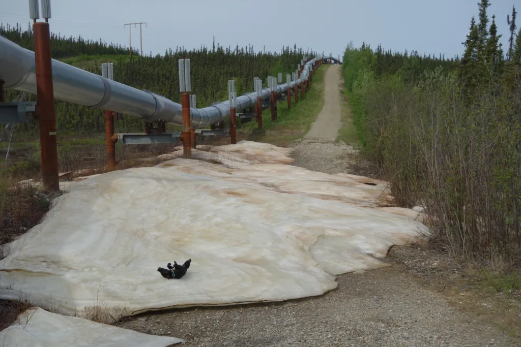 Cora the dog enjoys a patch of aufeis that formed over the winter near the trans-Alaska pipeline and had lasted well into June. Photo by Ned Rozell.