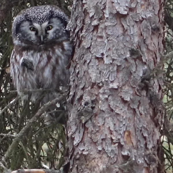 A boreal owl perches in a spruce tree not far from a nest box from which he has been singing each night in March 2024. Photo by Ned Rozell.