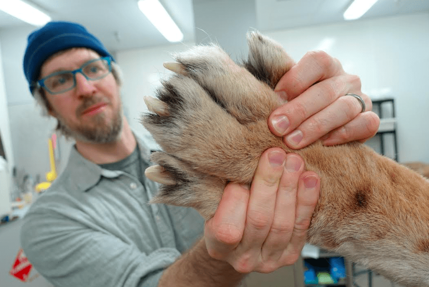 1. Aren Gunderson of the UA Museum of the North inspects the back paw of a Siberian tiger donated recently by officials of the Alaska Zoo in Anchorage after the tiger died at age 19. Photo by Ned Rozell.