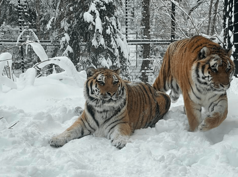Tiger siblings Korol and Kunali relax in the snow at the Alaska Zoo in Anchorage. After each tiger died, zoo officials donated them to the UA Museum of the North in Fairbanks, where they are available for scientific research and outreach. Photo courtesy of the Alaska Zoo.
