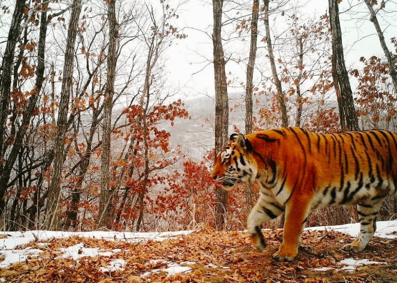 A Siberian tiger walks in the wilds of Siberia. Remote camera photo courtesy of the Ministry of the Russian Federation for the Development of the Far East and Arctic.