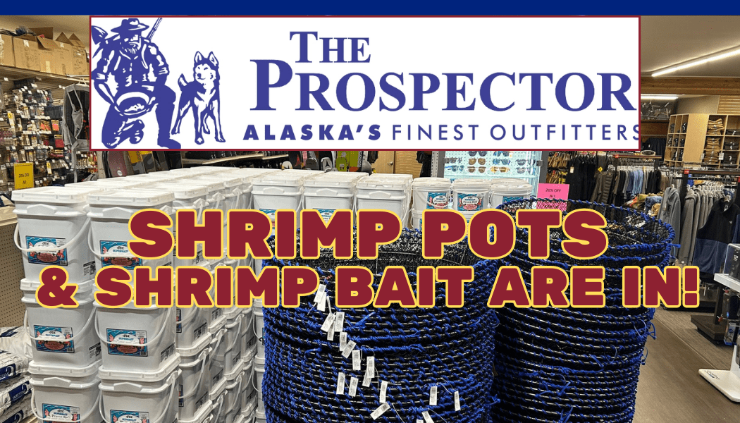 Prospector has shrimp pots & bait