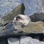 ground hog: sunbathing 