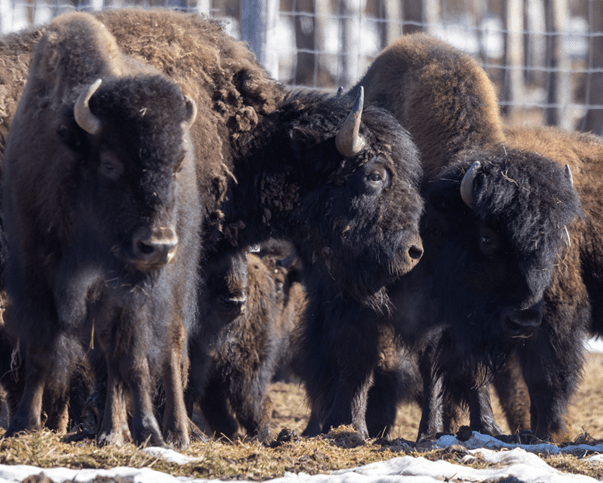 Photo copyright ADF&G, by Mark Lindberg. Yearling wood bison at the UAF Large Animal Research Station in Fairbanks, shortly after their arrival from Canada.