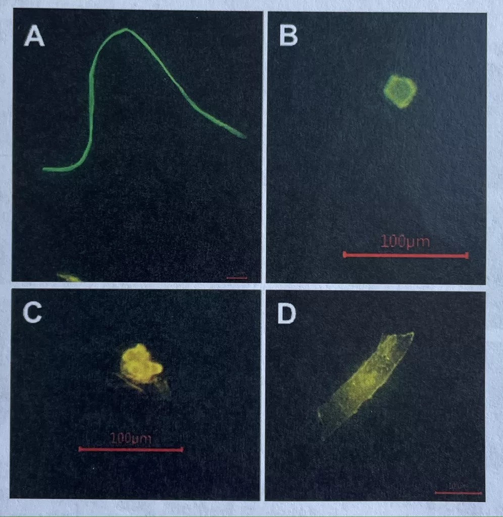 Magnified 400 times, four types of microplastics found by Subhabrata Dev, Srijan Aggarwal, and others during a study in Alaska. A is a plastic fiber, B a fragment, C a pellet, and D a film. From the paper Unveiling Microplastics Pollution in Alaskan Waters and Snow.