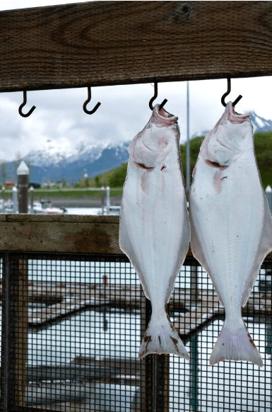 Halibut at the dock