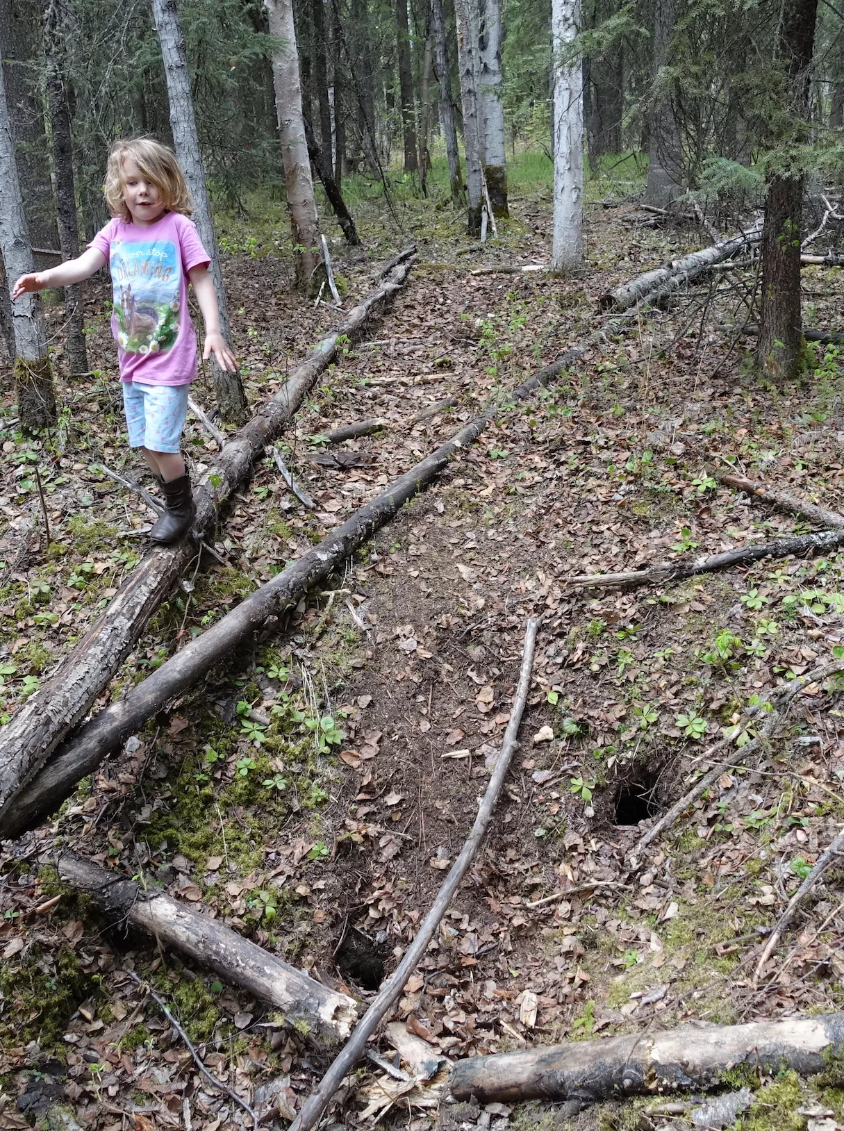 Six-year-old Rose Bulger balances on a fallen log above two holes in the forest floor related to permafrost thaw.

 